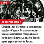 20 августа 1960 года – Собаки Белка и Стрелка на космическом корабле «Спутник-5» стали первыми живыми существами, совершившими суточный орбитальный полёт и благополучно вернувшимися на Землю.